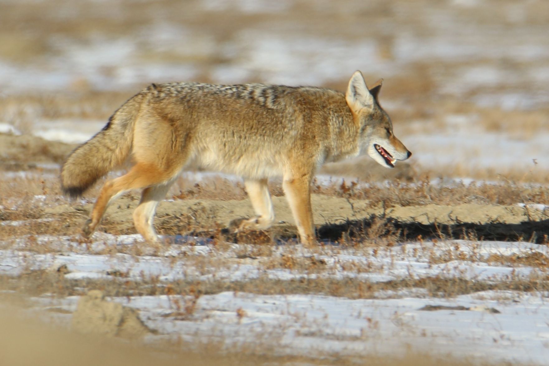 Coyote on the Run